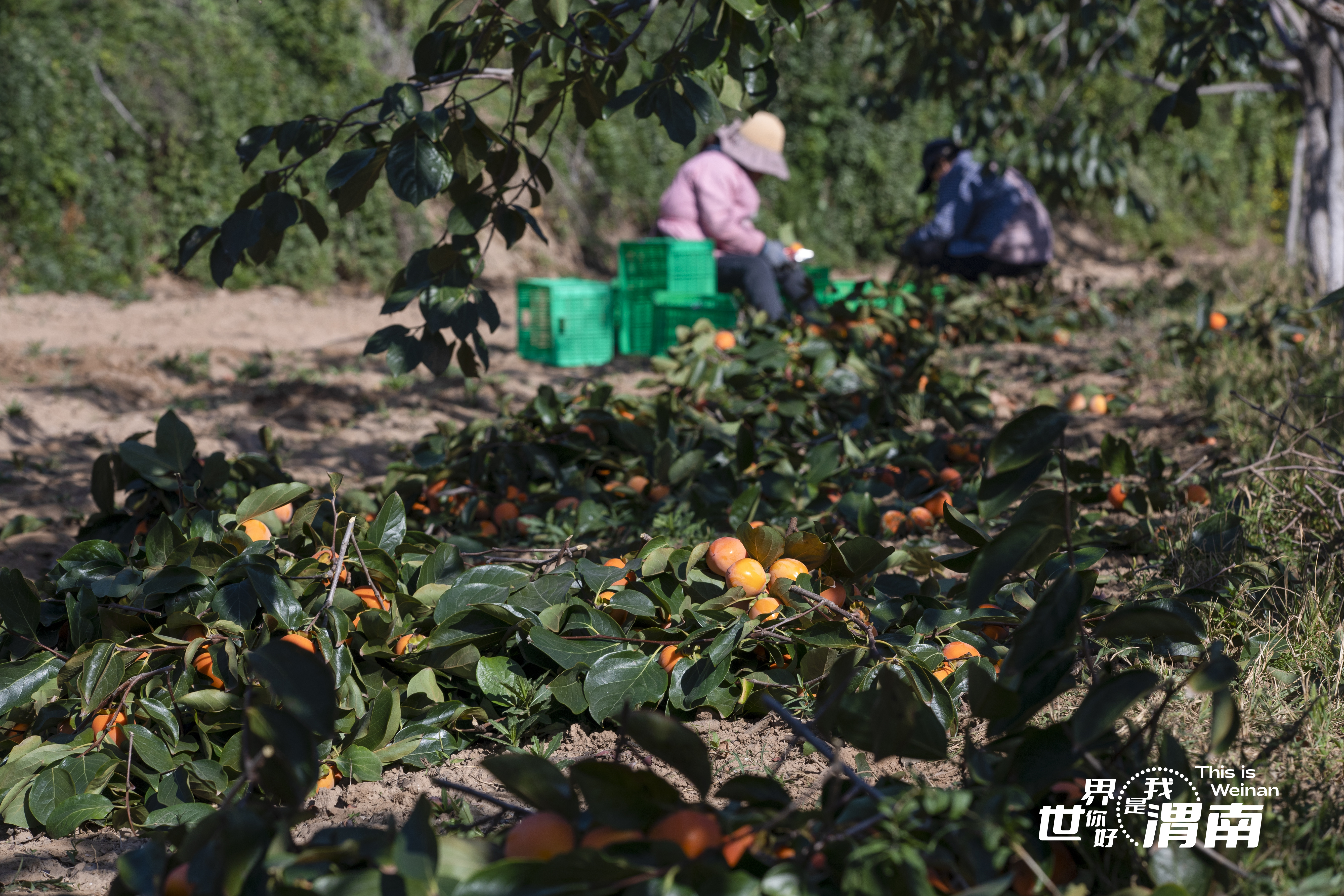 【三秦“农”韵】渭南富平：柿子满枝头 采摘正当时