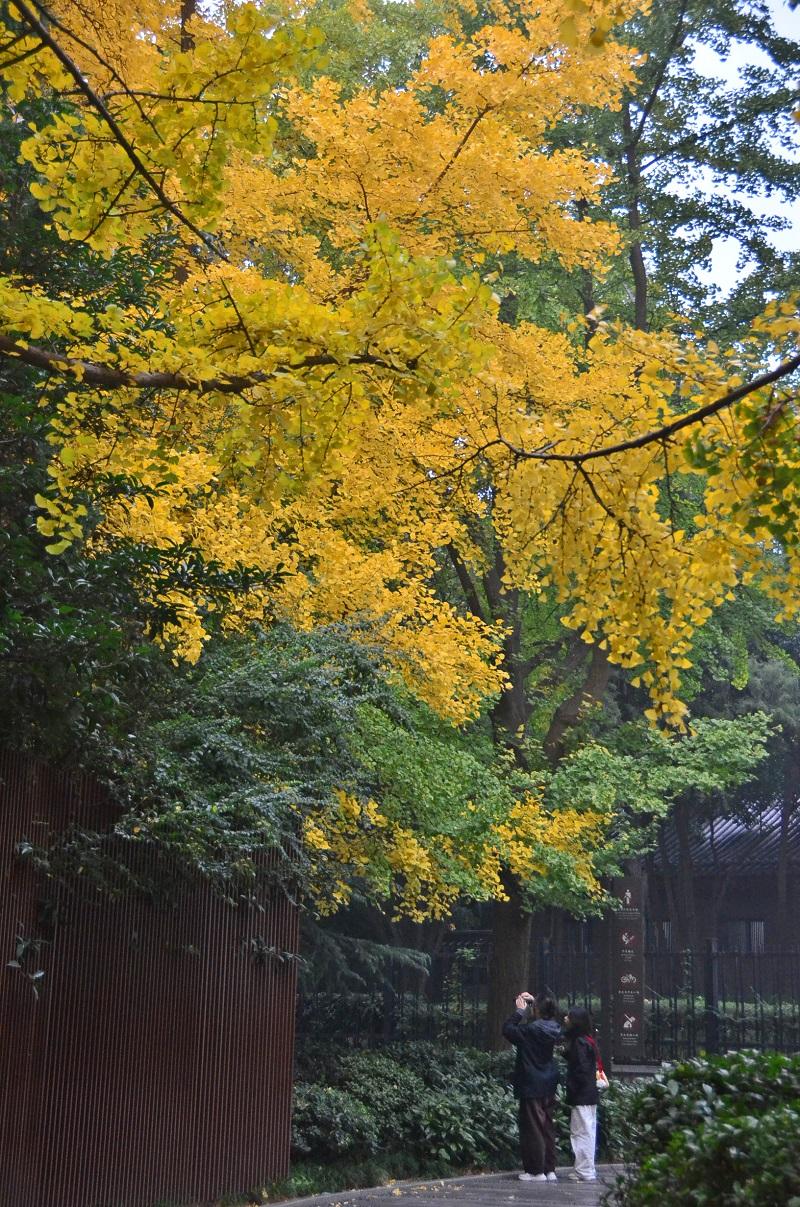 唐大慈恩寺遗址公园赏银杏