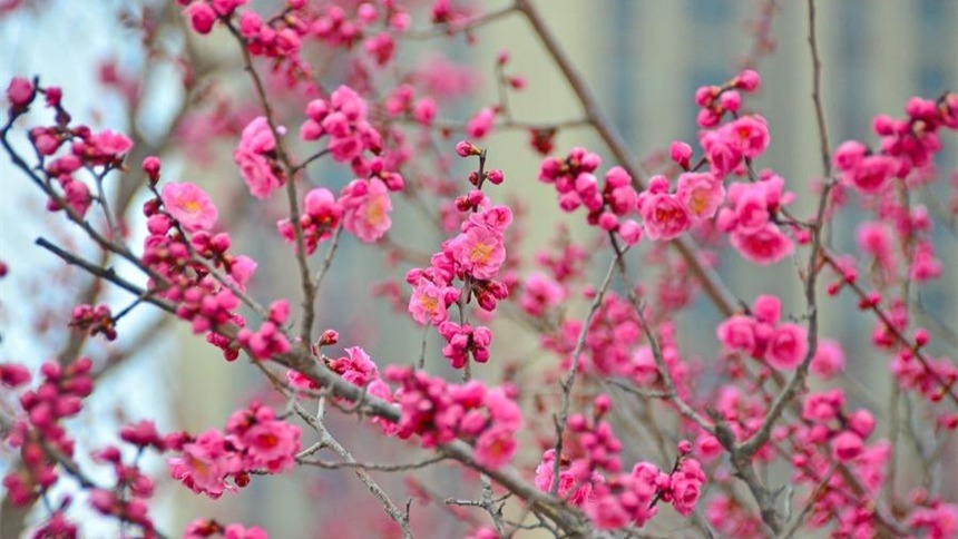 梅花次第开 市民赏花来