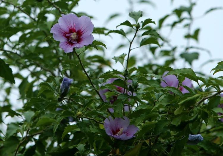 秋花秋草扮靓美丽古城