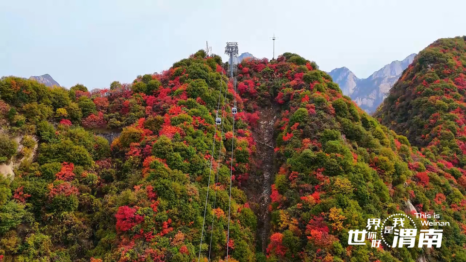 【Charming陕西】红叶如霞染华山