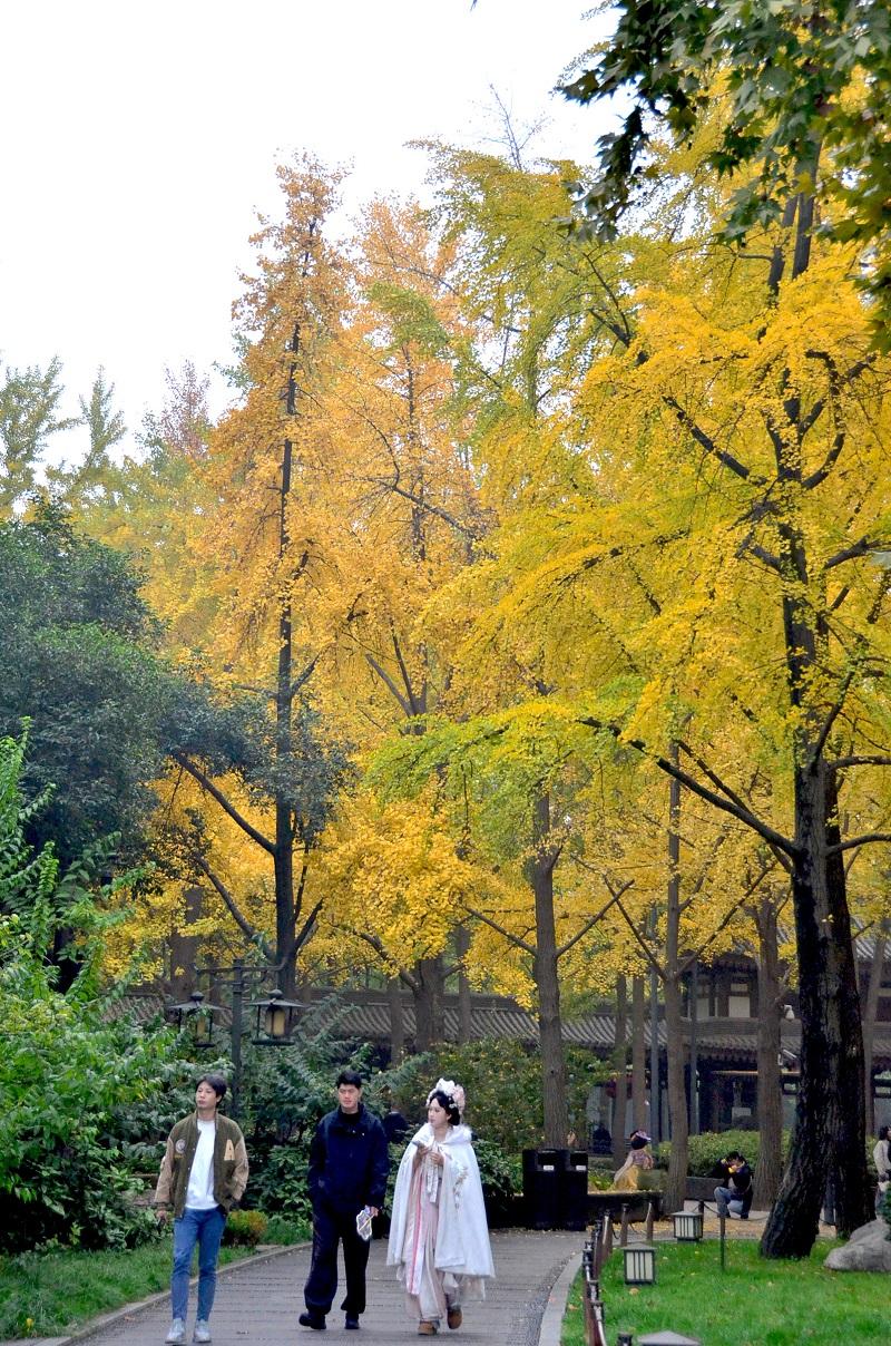 唐大慈恩寺遗址公园赏银杏