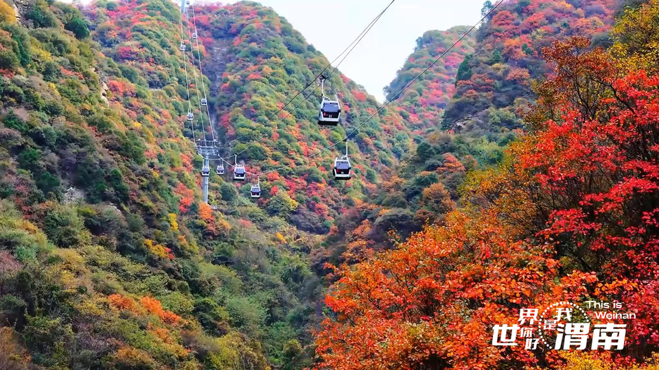 【Charming陕西】红叶如霞染华山