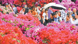 深圳簕杜鹃赏花周开启 人如潮 花如海