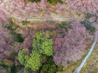 安徽黄山：卖花渔村梅花开