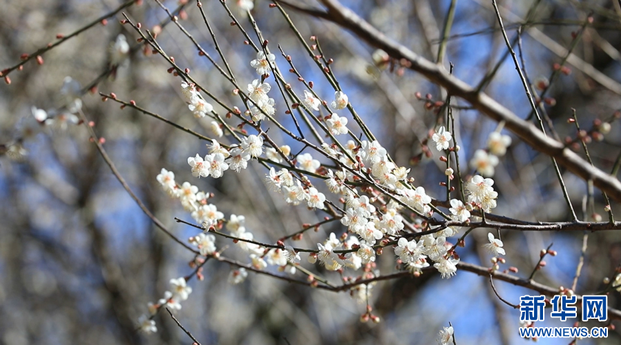 江西大余：千年古驿梅花开 幽香漫溢迎客来