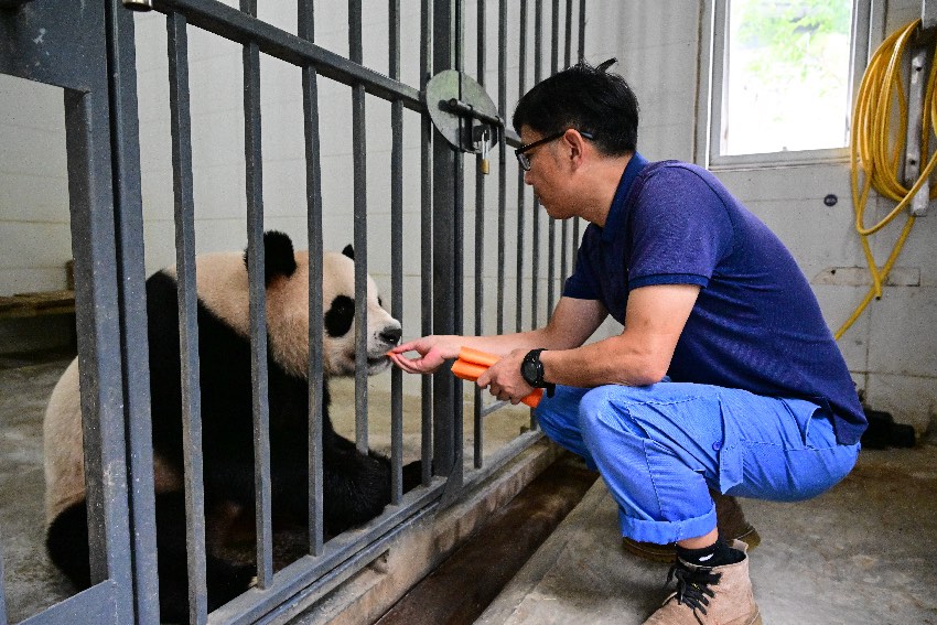 大熊猫“安安”“可可”启程前往香港 带了家乡的竹笋窝窝头