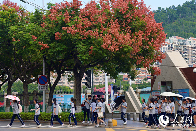 厦门：多彩栾树披“秋装”