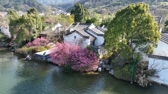 安徽九华山：红梅朵朵迎春开