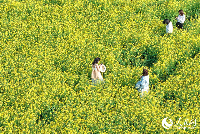 厦门：油菜花海醉游人