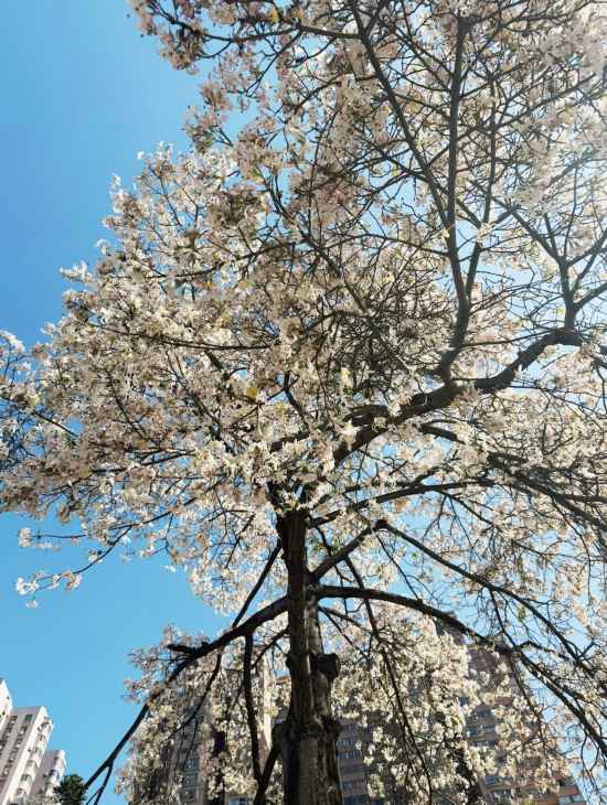 广州的“雪”来了！白色异木棉盛放冬日