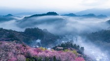 安徽黄山：莺鸣一两啭，花树数重开