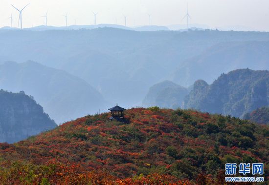 河南博爱：漫山红叶醉游人