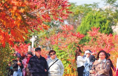 天津：赏红叶 正当时