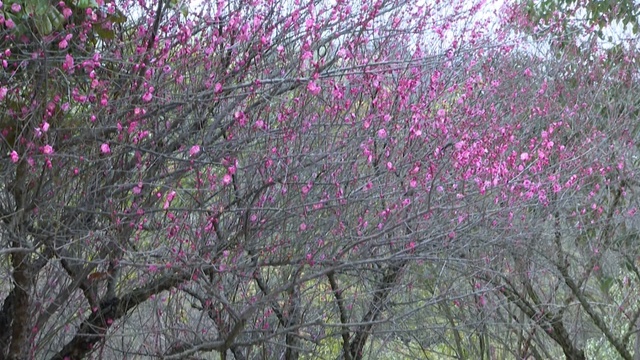 安徽九华山：红梅朵朵迎春开