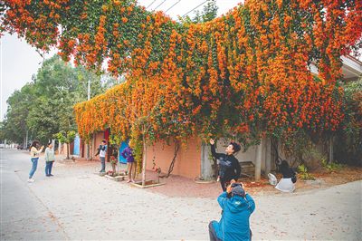 琼岛繁花盛放 邂逅烂漫春光