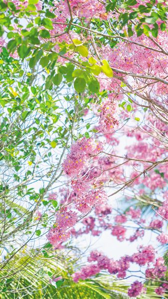 琼岛繁花盛放 邂逅烂漫春光