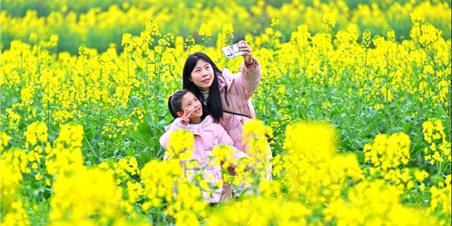 四川仁寿：一沐春风满地黄 油菜花海醉游人
