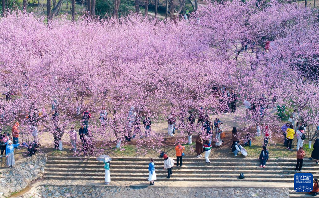 南京中山植物园：踏青赏花享春光