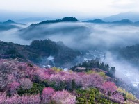 安徽黄山：莺鸣一两啭，花树数重开