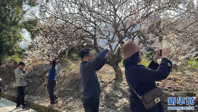 广州：漫天飞“雪” 南国梅花笑寒风