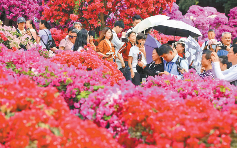 深圳簕杜鹃赏花周开启 人如潮 花如海