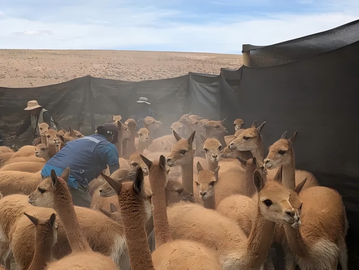 Ancestral Practice Promotes Vicuña Conservation and Sustainable Development in Chile's Lauca Biosphere Reserve