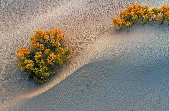 青海海西：金色沙漠中的生命赞歌