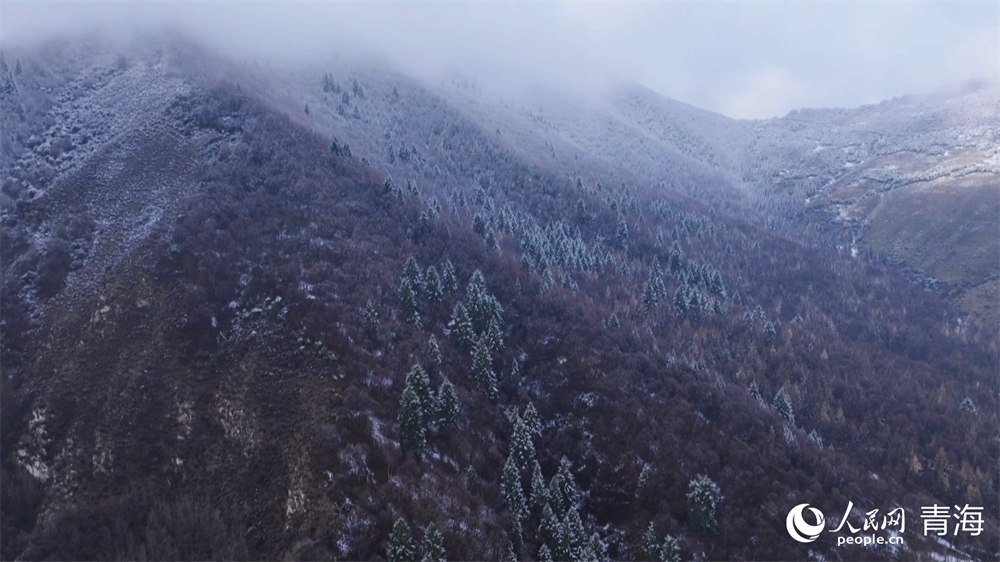 青海乐都：森林公园雪景美如画