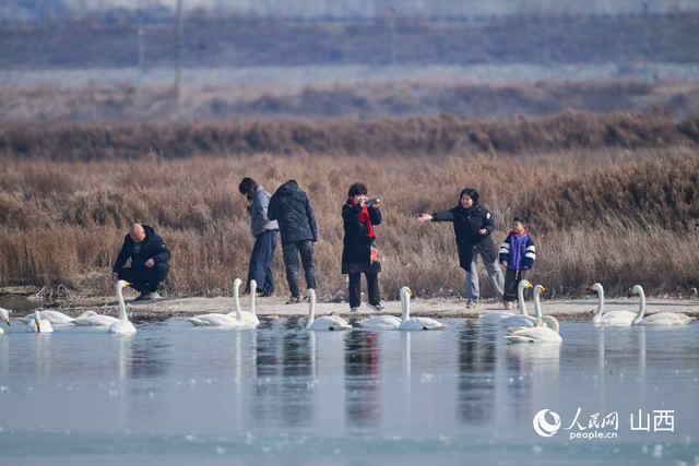 运城盐湖生态向好 珍禽越冬成景观