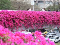 春日广州，天桥变身 “空中花廊”