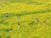 厦门：油菜花海醉游人