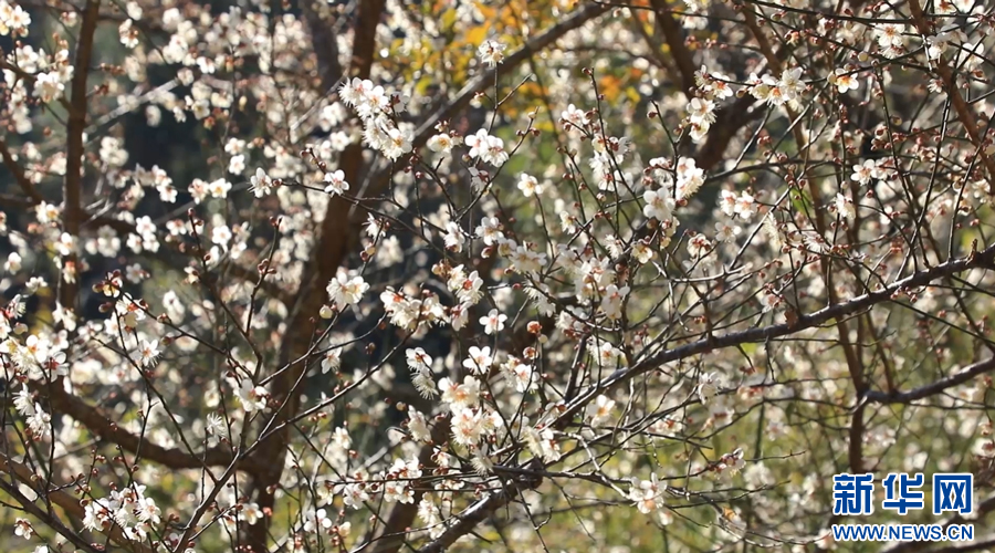 江西大余：千年古驿梅花开 幽香漫溢迎客来