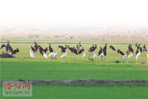 洛阳孟津黄河湿地9个最佳观鸟点位发布