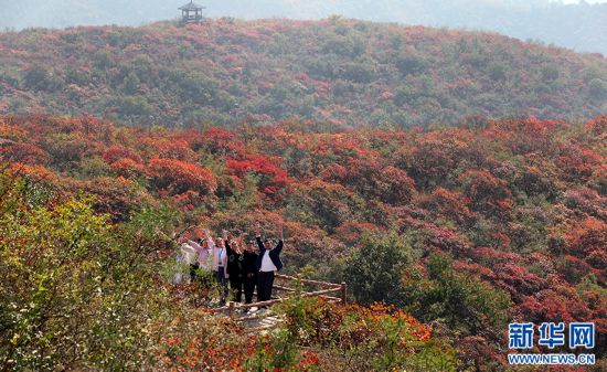 河南博爱：漫山红叶醉游人