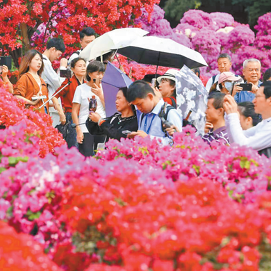 深圳簕杜鹃赏花周开启 人如潮 花如海