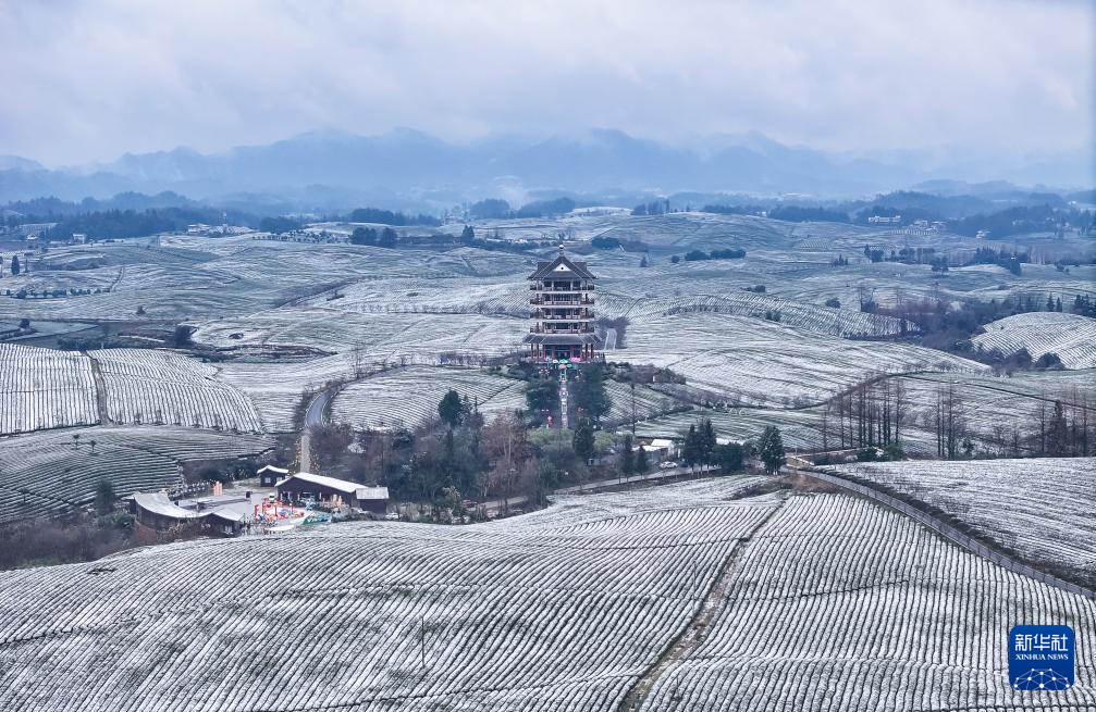 贵州湄潭：雪后茶海