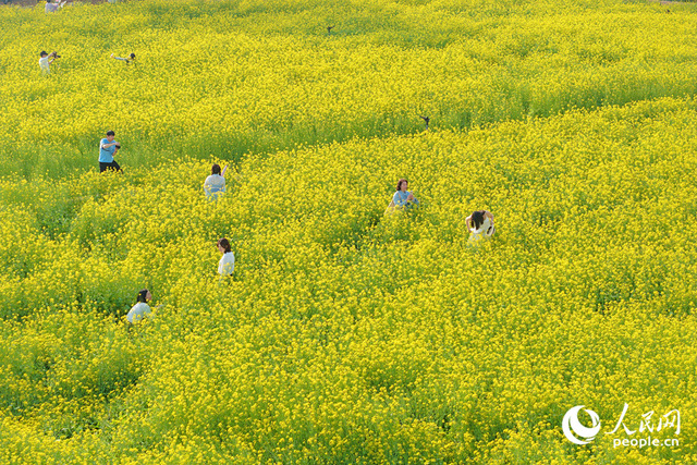 厦门：油菜花海醉游人