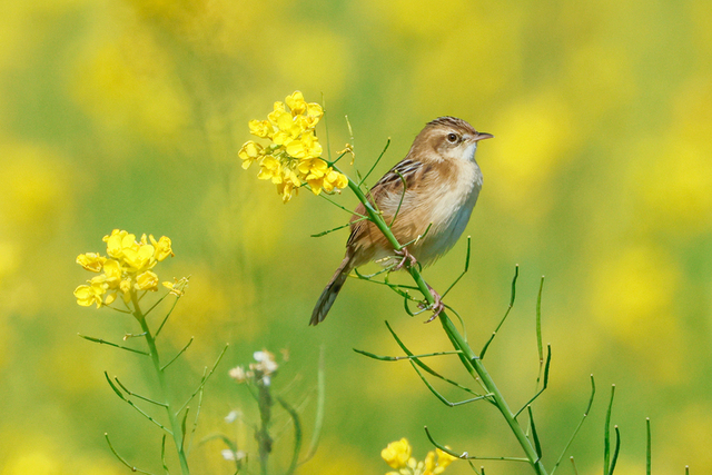 厦门：油菜花海醉游人