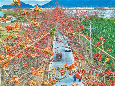 琼岛繁花盛放 邂逅烂漫春光