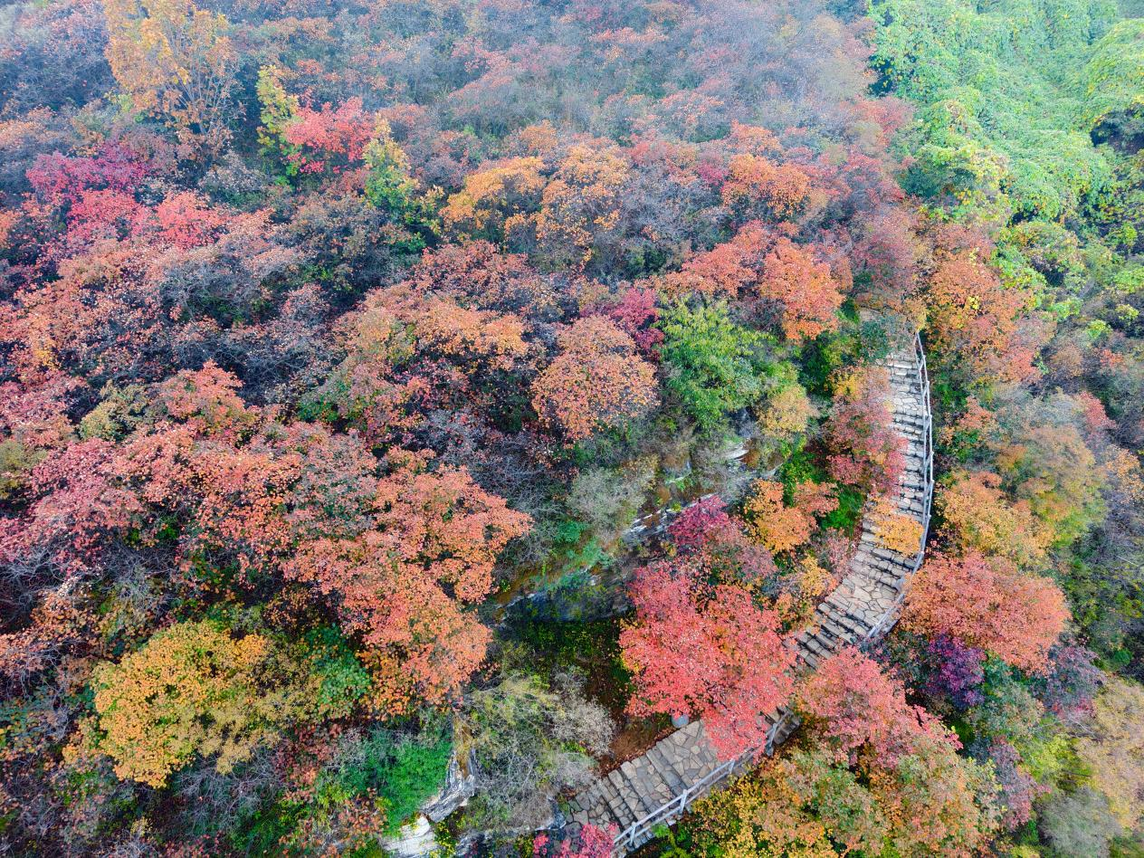 从咖啡香到红叶情 北京的这场Country Walk国际范儿十足