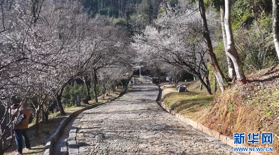 江西大余：千年古驿梅花开 幽香漫溢迎客来