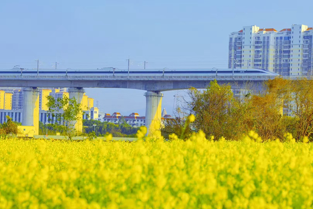 厦门：油菜花海醉游人