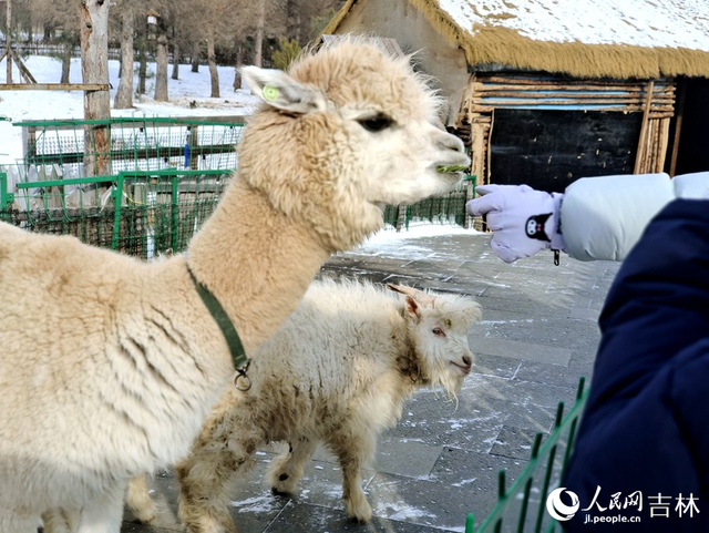 来长白山雪绒花雪乐园尽情“撒泼”