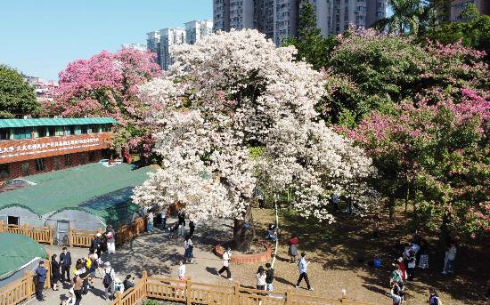 广州的“雪”来了！白色异木棉盛放冬日