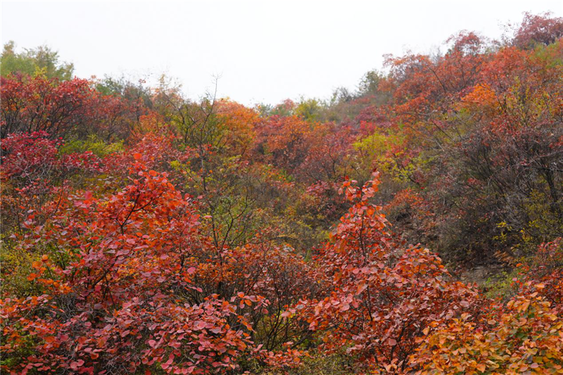 安阳林州：太行大峡谷秋景美如画