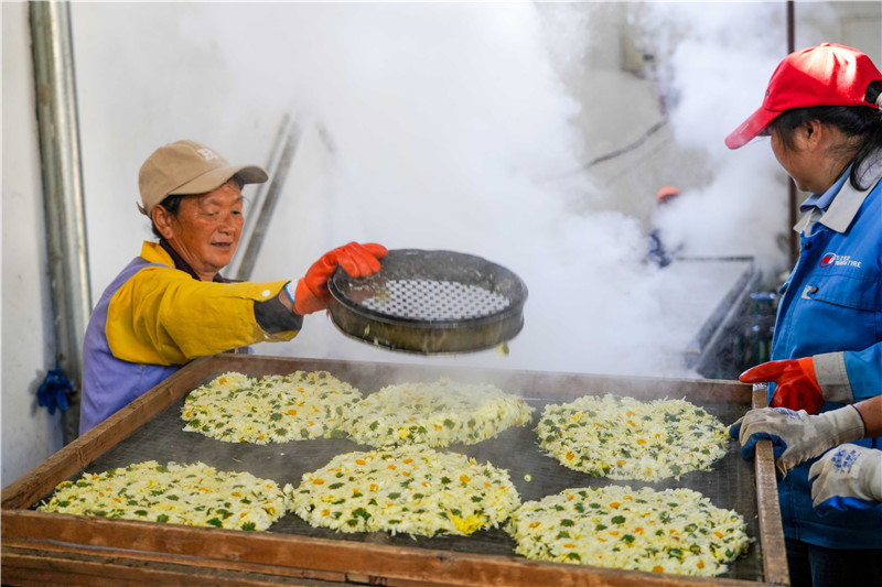 信阳市新县：菊花飘香采摘忙 绽放乡村“致富花”