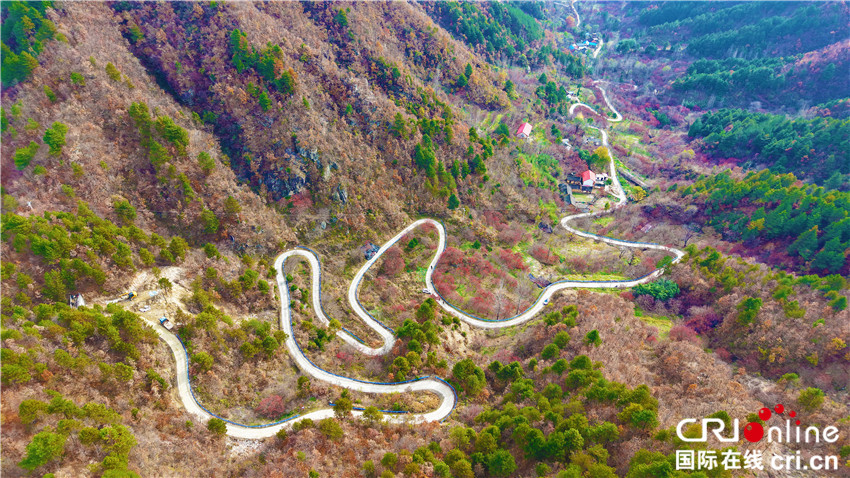 【Amazing 河南】以“特”制胜 绘就乡村振兴“西峡样板”