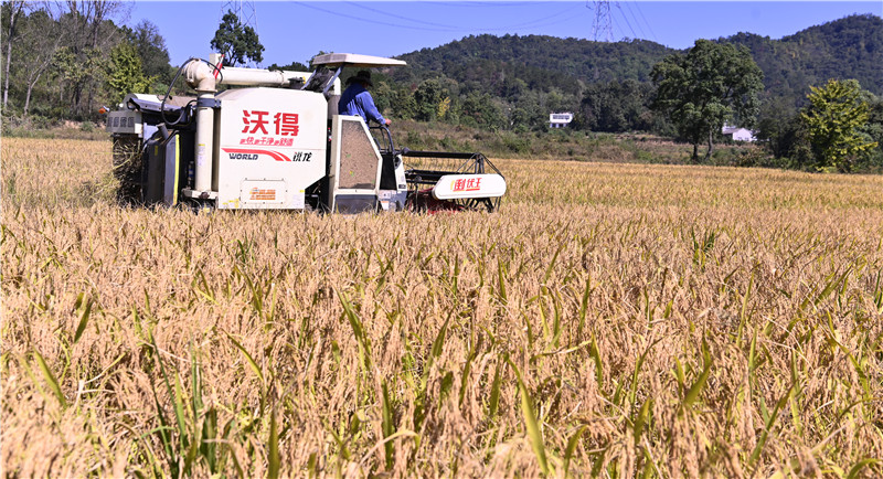 信阳新县：遍地金黄谷满仓