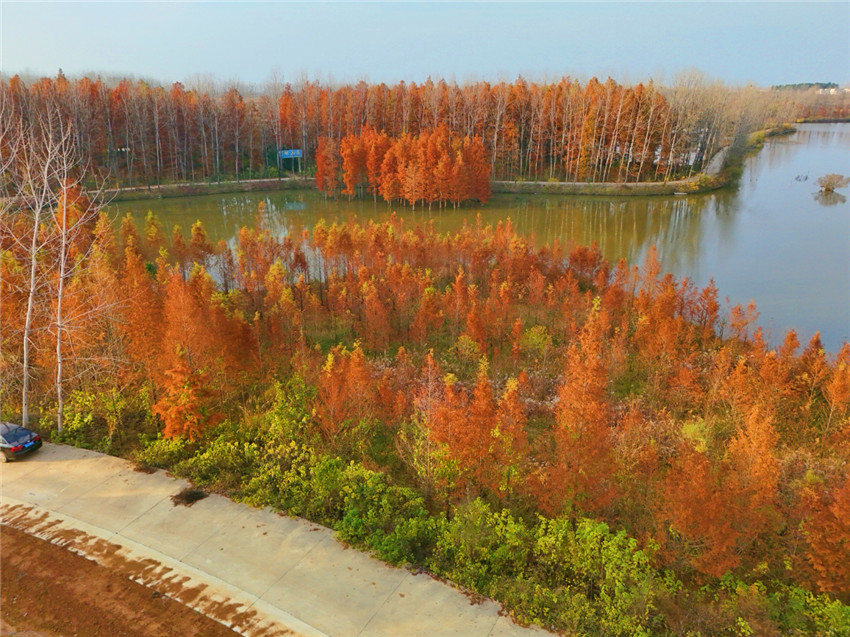 信阳固始：水杉色正浓 冬景如油画